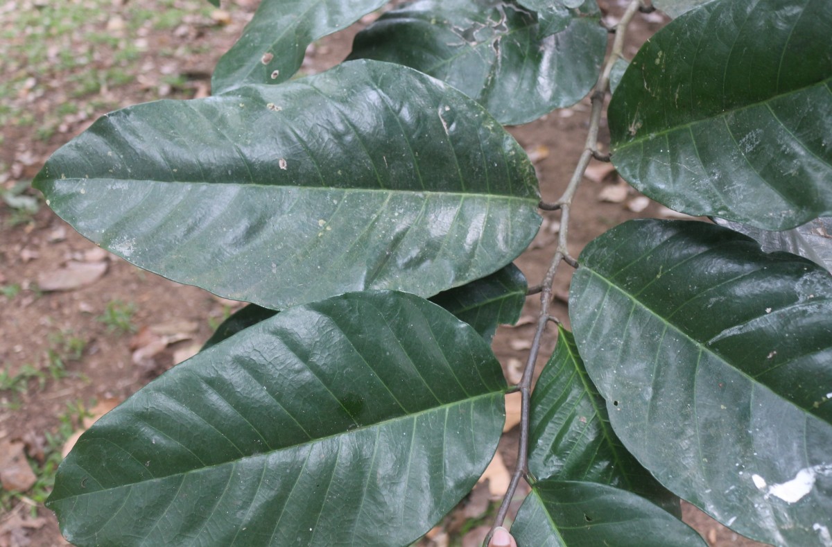 Treculia africana Decne. ex Trécul